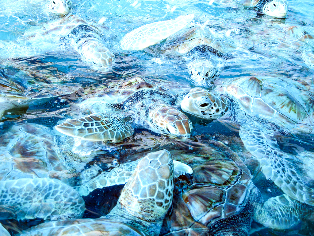 Turtles in Costa Rica